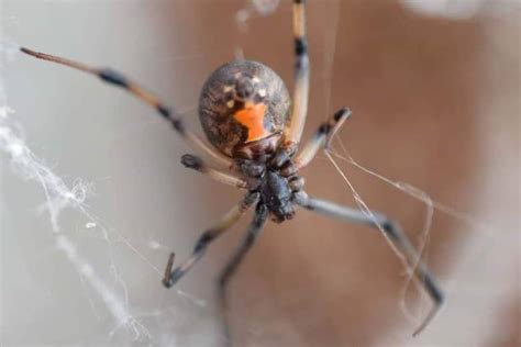 Spider wars: Black widows are being killed off by non-native brown widows